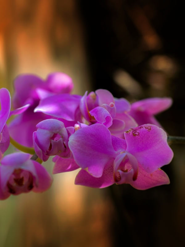 ORQUIDEAS 7 DE 7