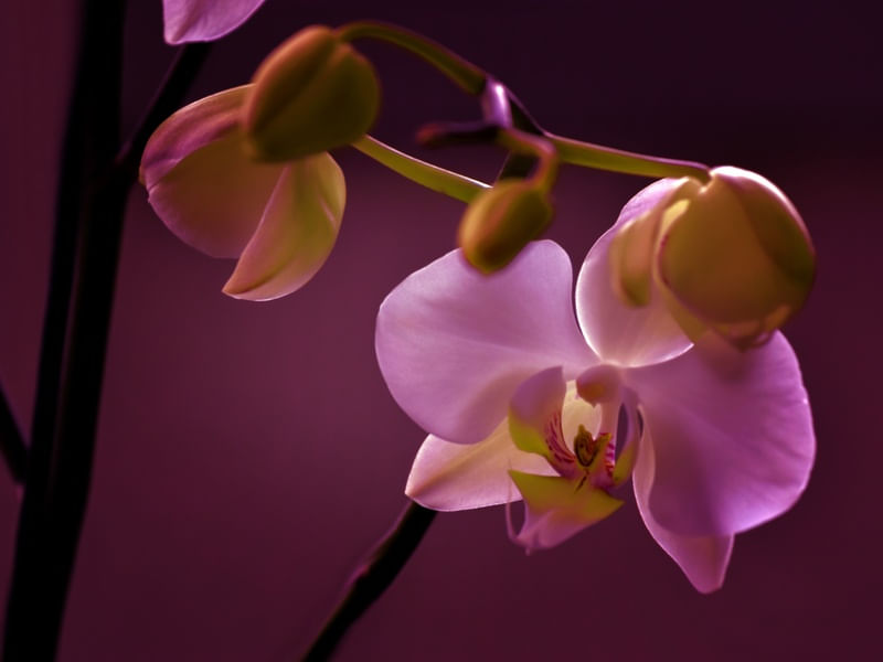 ORQUIDEAS 6-DE 7