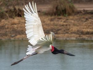 FLYING JABURU