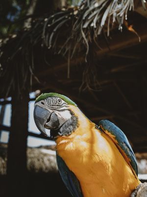 A LUZ DA ARARA