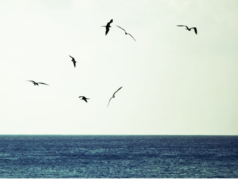 AVES NO MOAR - FERNANDO DE NORONHA