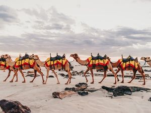 CAMELOS NA PRAIA