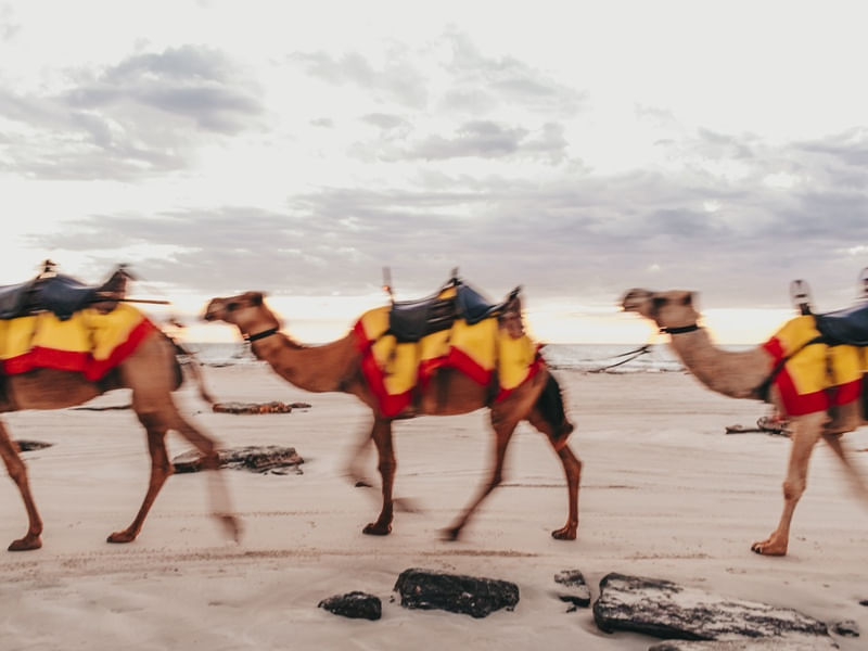 CAMELOS EM MOVIMENTO 01