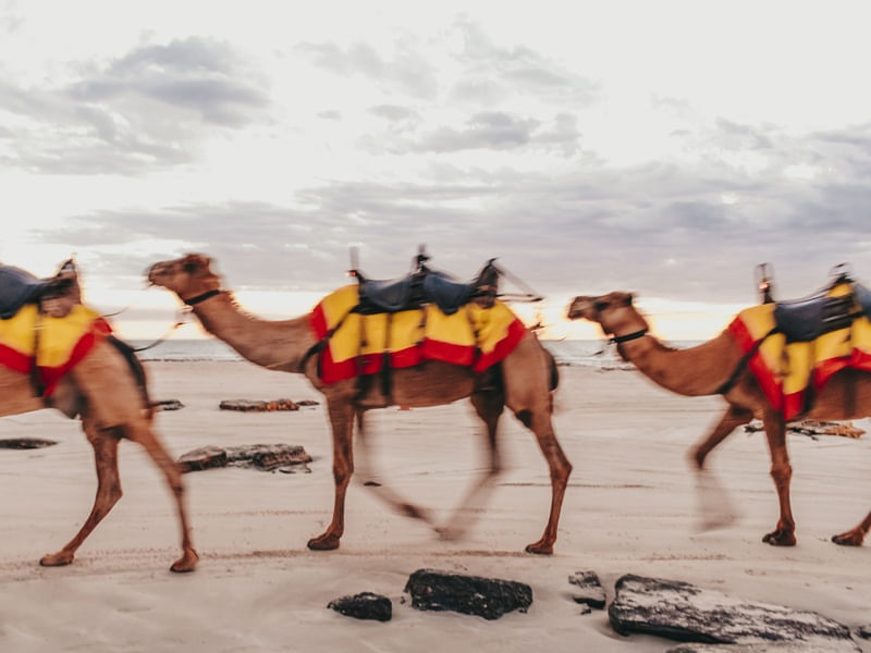 CAMELOS EM MOVIMENTO 02