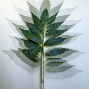 FOLHAGEM 10