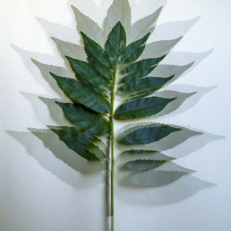 FOLHAGEM 10