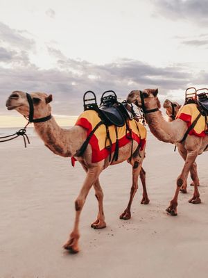 CAMELOS NA PRAIA DA AUSTRALIA - 1 DE 2