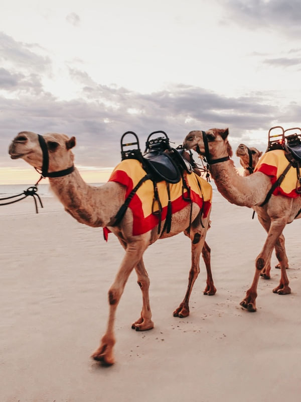 CAMELOS NA PRAIA DA AUSTRALIA - 1 DE 2