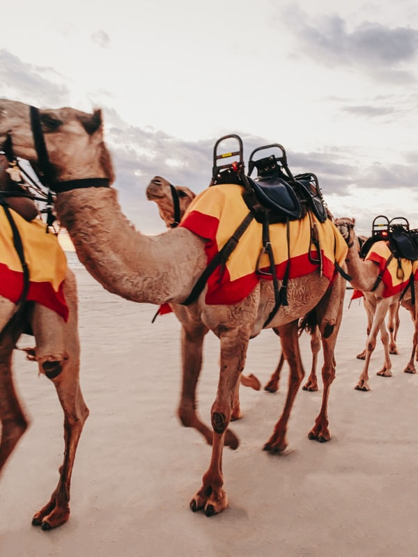 CAMELOS NA PRAIA DA AUSTRALIA - 2 DE 2