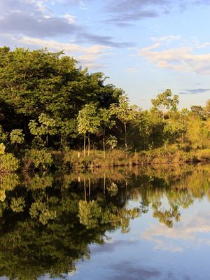 REFLEXOS DA MATA