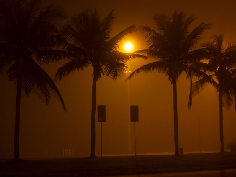 PALMERAS DA ORLA COM NEBLINA