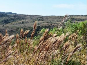 CAMPOS GERAIS