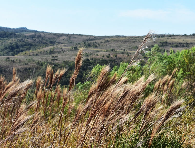 CAMPOS GERAIS
