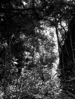 NATUREZA MORTA-VIVA