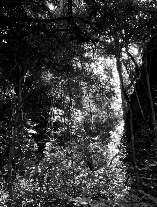 NATUREZA MORTA-VIVA