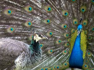 O ENCONTRO, PAVOA E PAVÃO.
