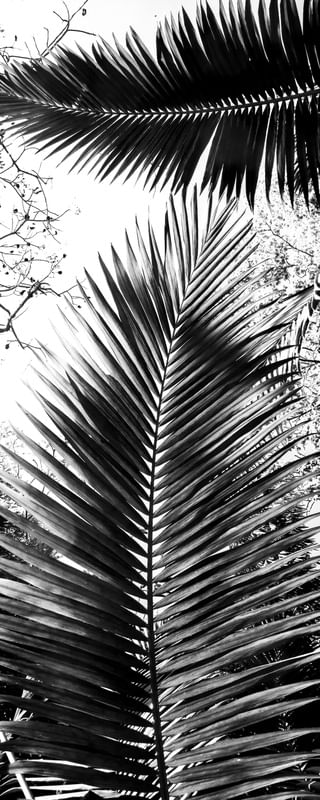 TROPICAL FEELINGS 6