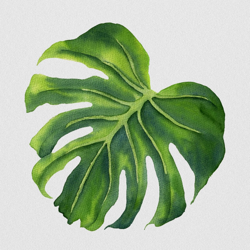 FOLHA ILUSTRADA VIII