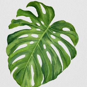 FOLHAS ILUSTRADAS X