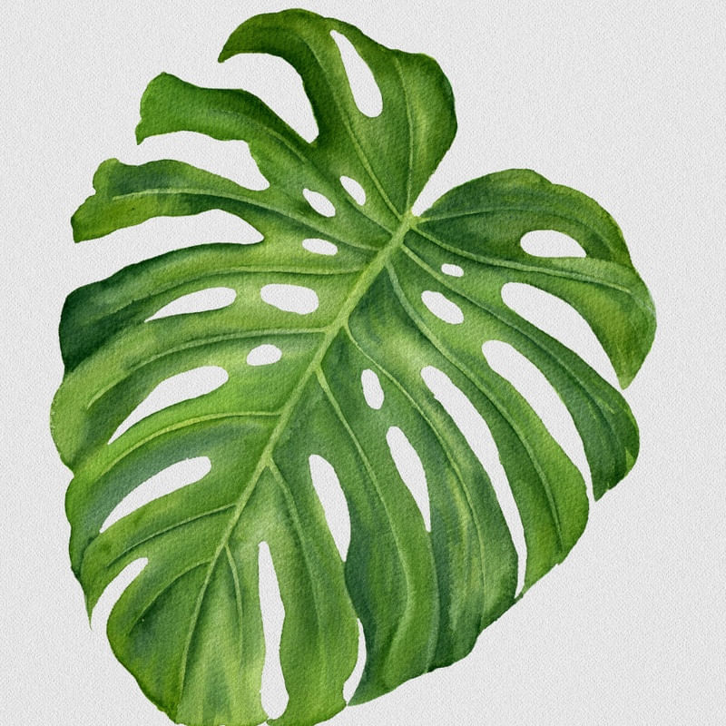 FOLHAS ILUSTRADAS X