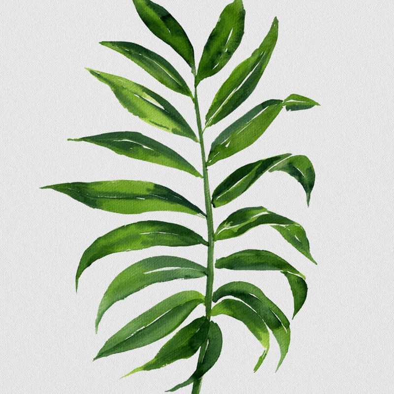 FOLHAS ILUSTRADAS XVI
