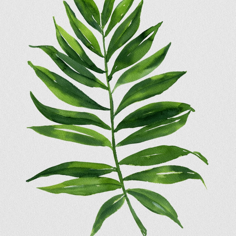 FOLHAS ILUSTRADAS XVII