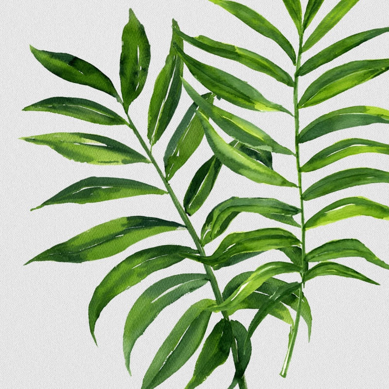FOLHAS ILUSTRADAS XIX