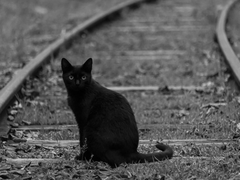 GATO PRETO NO TRILHO