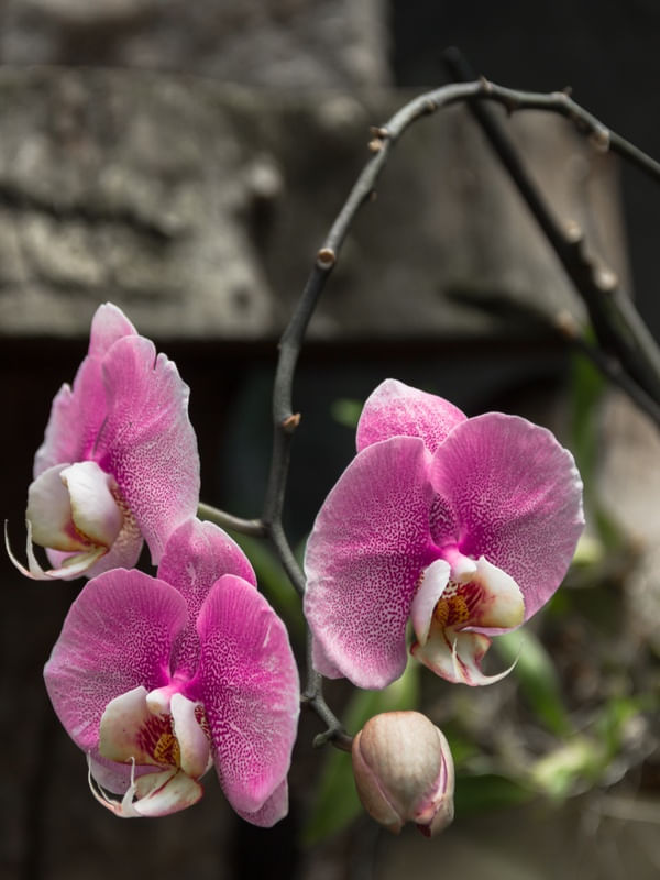 ORQUÍDEA DA LU 1