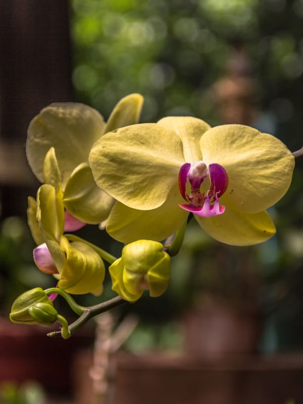 ORQUÍDEA DA LU 2