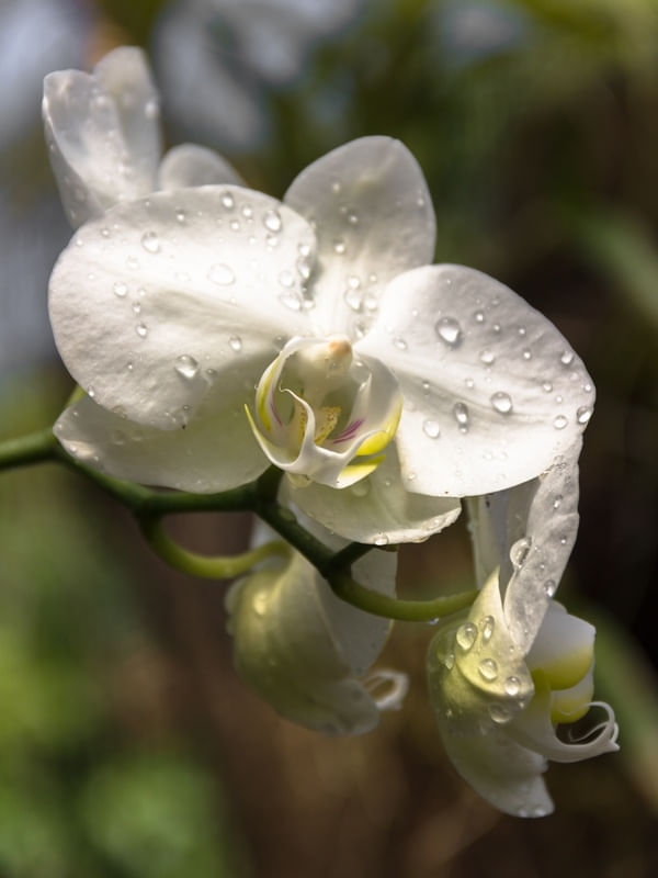 ORQUÍDEA DA LU 4