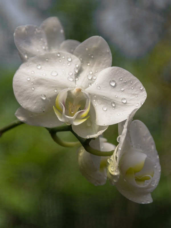 ORQUÍDEA DA LU 5