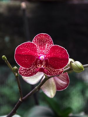 ORQUÍDEA DA LU 6