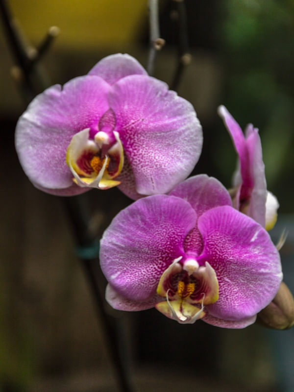 ORQUÍDEA DA LU 8