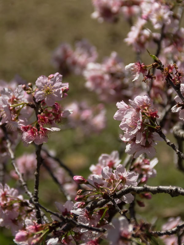 CEREJEIRA E FLOR.