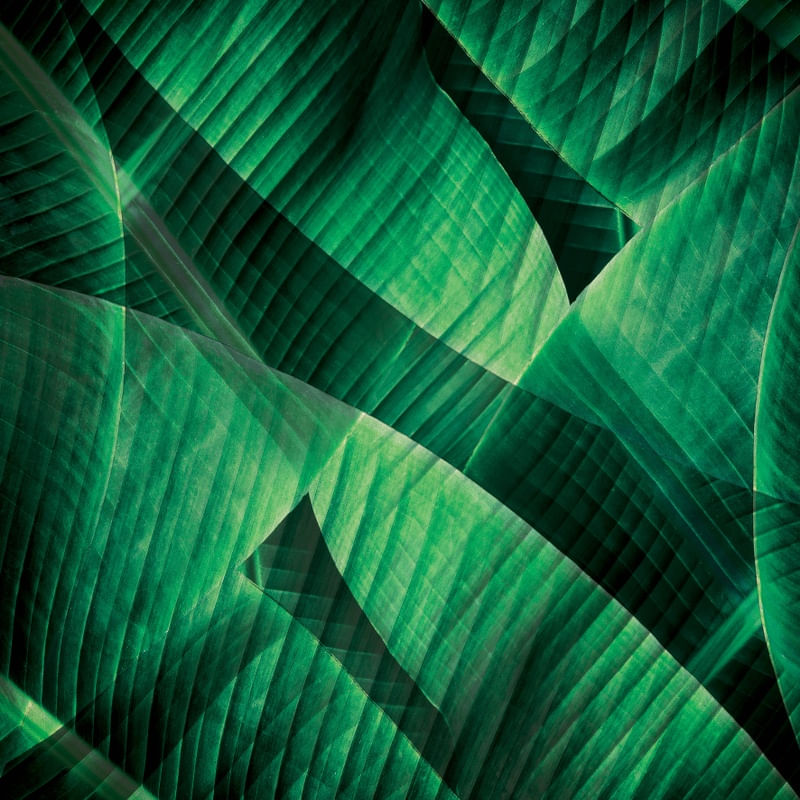 DOUBLE GREEN EXPOSURE II