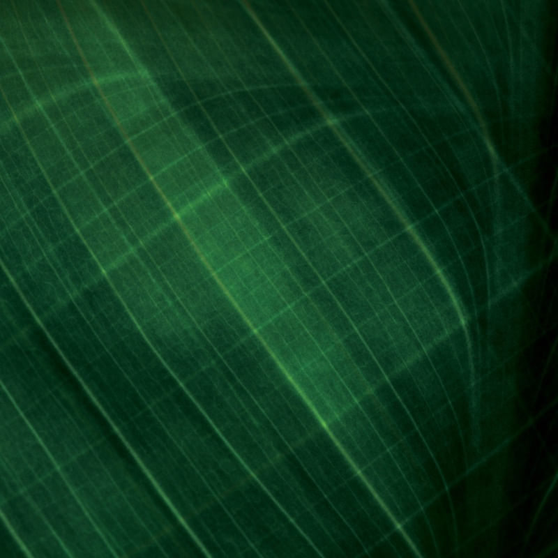 DOUBLE GREEN EXPOSURE III