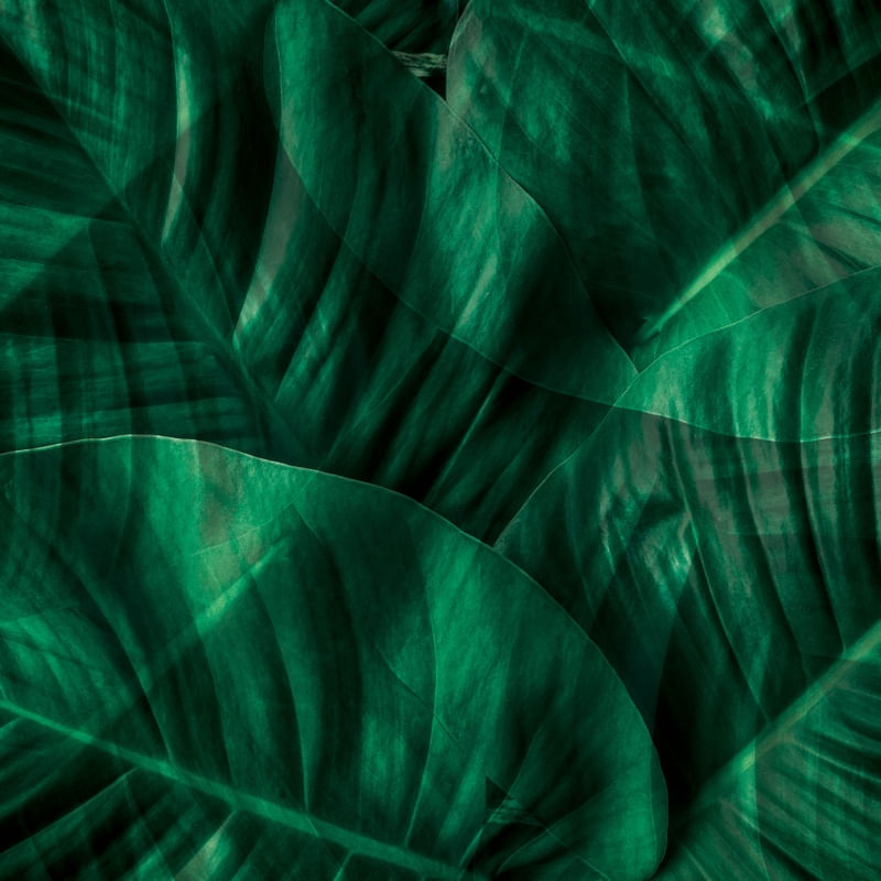 DOUBLE GREEN EXPOSURE IV