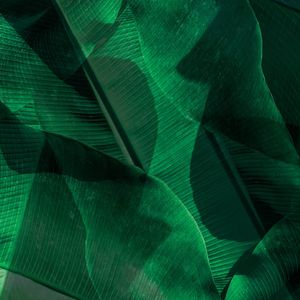 DOUBLE GREEN EXPOSURE V
