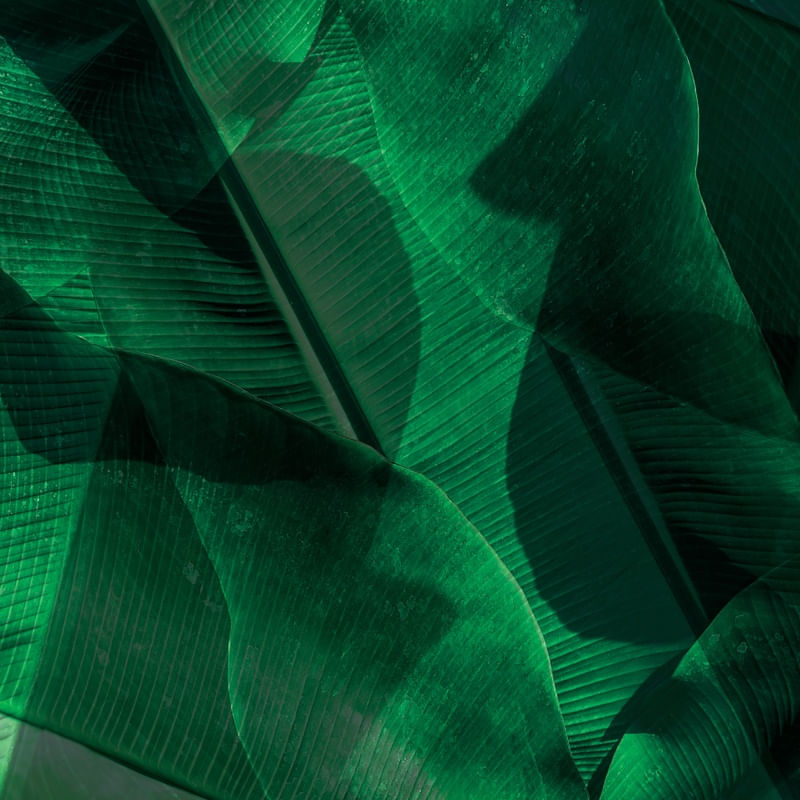 DOUBLE GREEN EXPOSURE V
