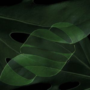 DOUBLE GREEN EXPOSURE VI