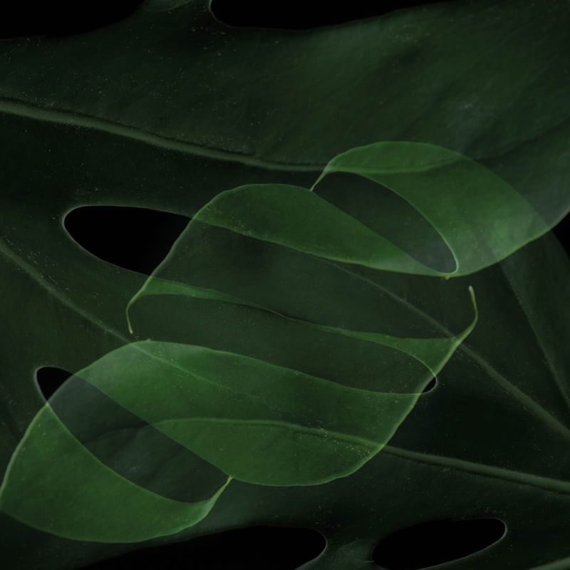 DOUBLE GREEN EXPOSURE VI