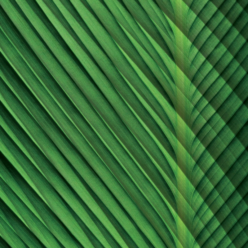DOUBLE GREEN EXPOSURE VIII