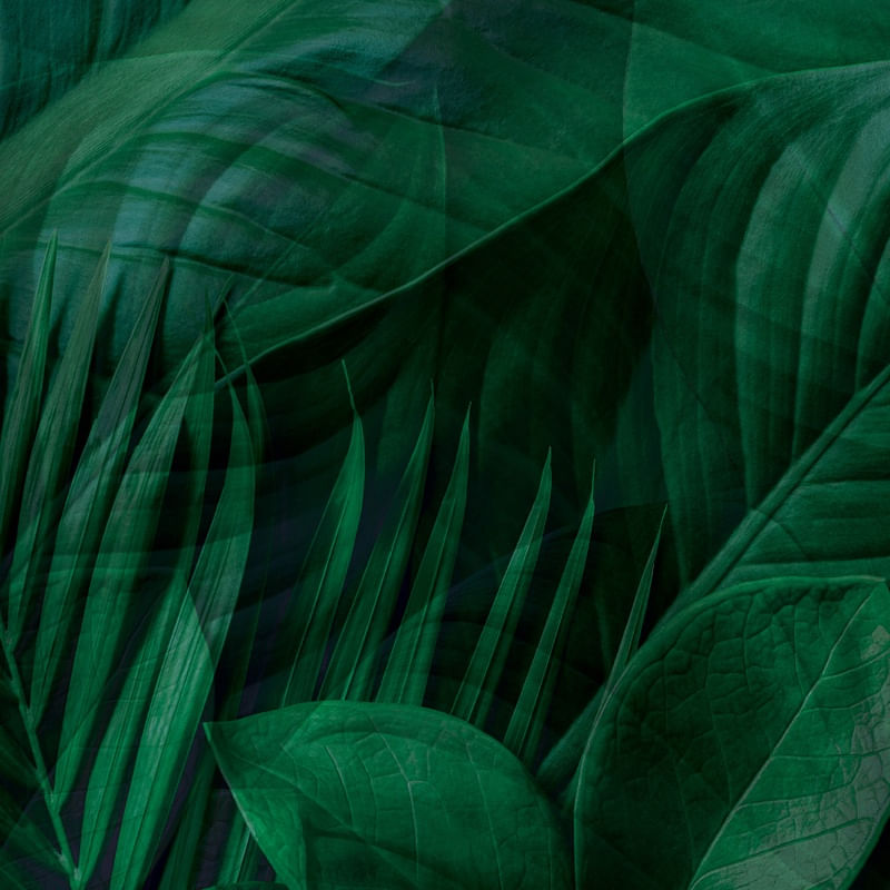 DOUBLE GREEN EXPOSURE X