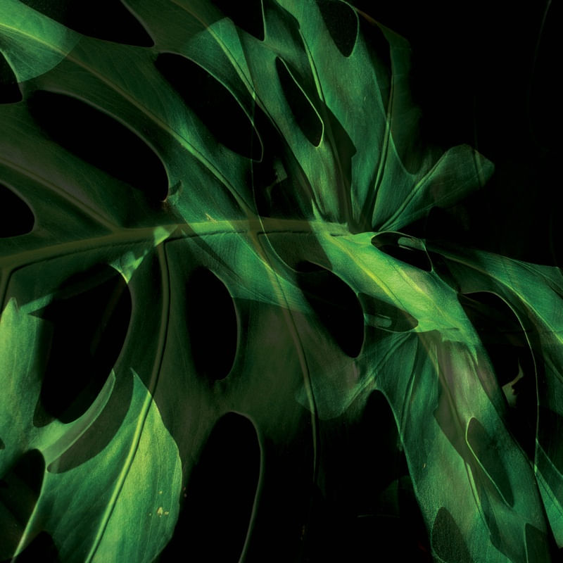 DOUBLE GREEN EXPOSURE XII