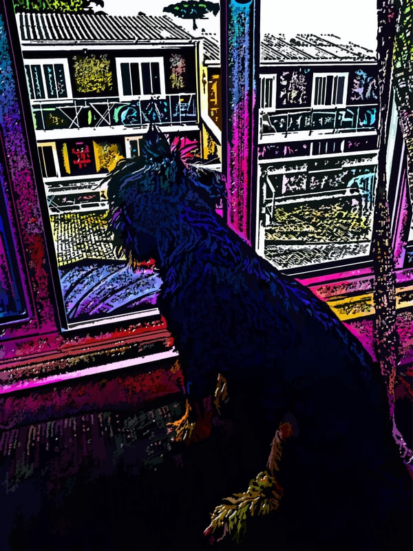 OBSERVANDO PELA JANELA