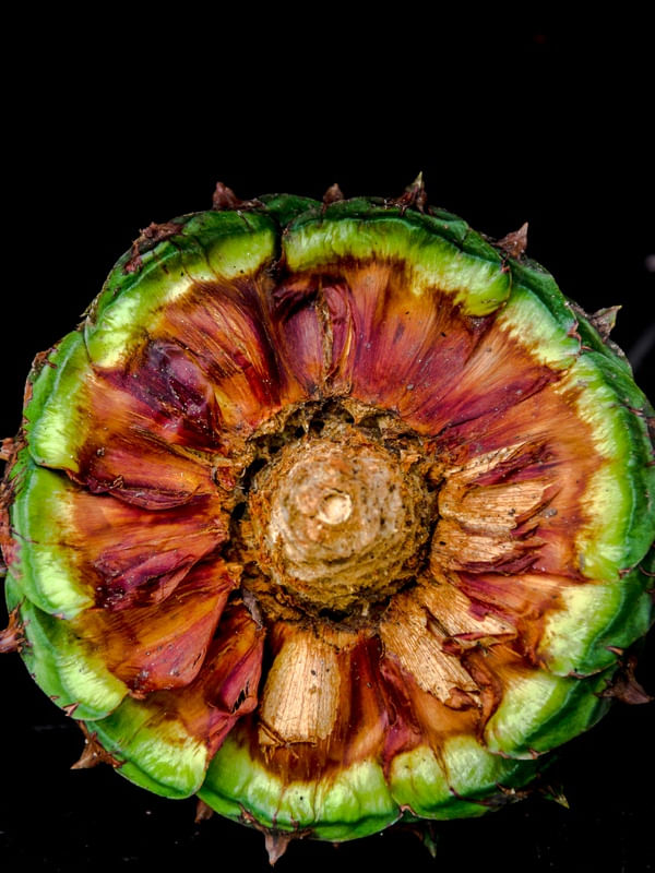 FRUTO PINHÃO.