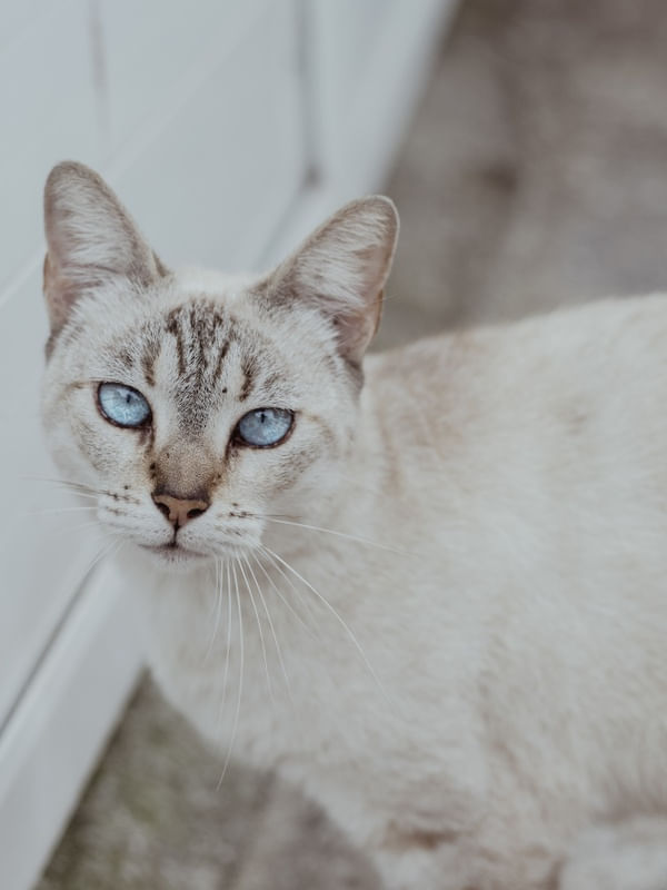 OS OLHOS AZUIS