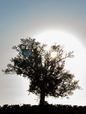 TERRA SOB SECA