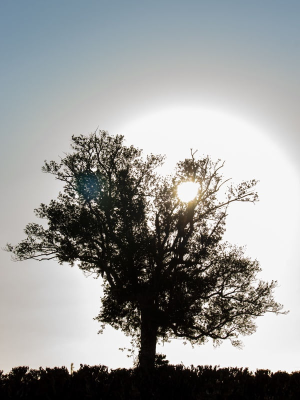 TERRA SOB SECA